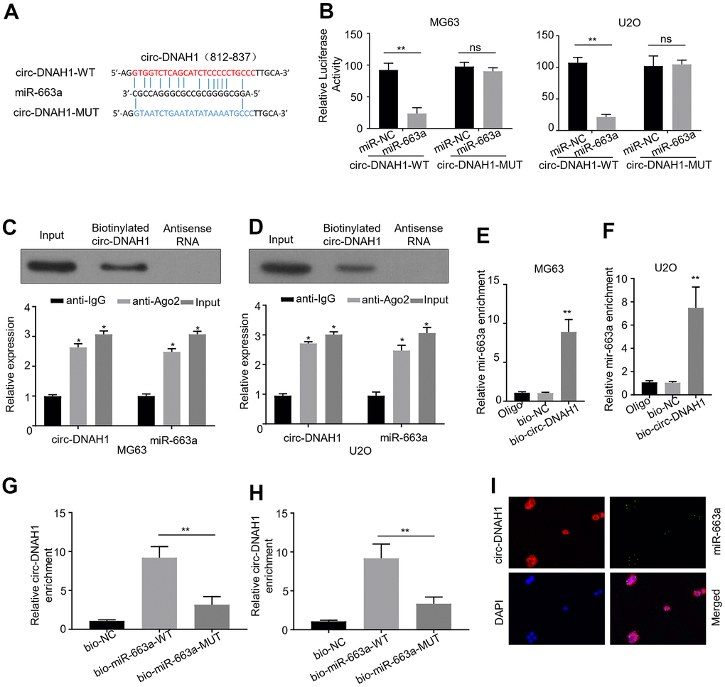 Circular Rna Circgramd1b Inhibits Gastric Cancer Progression By