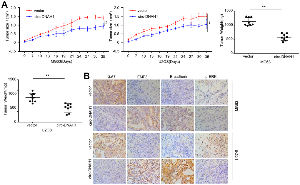 Circular Rna Circgramd1b Inhibits Gastric Cancer Progression By