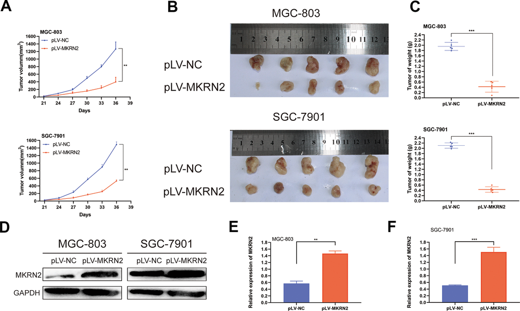 Overexpression of MKRN2 inhibits xenograft tumor growth in vivo. Xenograft tumors from GC cells with MKRN2 overexpression (MGC-803 and SGC-7901) grew much slower than the tumors from the control cells (transfected with pLV-NC). (A) Upon harvest, the xenograft tumors from the MKRN2-overexpressing cells were much smaller in size and weight than the tumors from the control cells (transfected with pLV-NC). (B, C) Western blot assay showed that the MKRN2 expression of xenograft tumor in experimental group was higher than control group in mice. (D–F) *: P