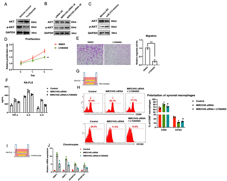 The effects of the tocilizumab-MIR31HG axis on the AKT pathway in RA-FLS. (A–C) The effects of tocilizumab, MIR31HG and miR-214 on the AKT pathway in RA-FLS. (D, E) The effects of AKT pathway inhibitor, LY294002 on the proliferation and migration of primary RA-FLS. (F) LY294002 mediated rescue of the MIR31HG knockdown-induced expression of inflammatory molecules in RA-FLS. (G–J) LY294002 mediated rescue of the MIR31HG knockdown-induced expression of inflammatory phenotypes in primary macrophages and chondrocytes using an in vitro co-culture system. Data represent the mean ± SEM; **p t-test.