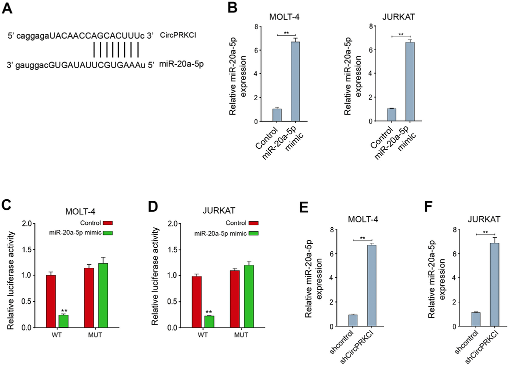 CircPRKCI serves as a ceRNA of miR-20a-5p in T-ALL cells. (A) The predicted interaction site between circPRKCI and miR-20a-5p. (B–D) MOLT-4 and JURKAT cells were treated with miR-20a-5p mimic. (B) The treatment efficacy of miR-20a-5p mimic in MOLT-4 and JURKAT cells was determined by qRT-PCR assay. (C, D) The luciferase activity of circPRKCI was determined by dual luciferase reporter assay. (E, F) MOLT-4 and JURKAT cells were treated with circPRKCI shRNA. The expression of miR-20a-5p was examined by qRT-PCR assay. **p 