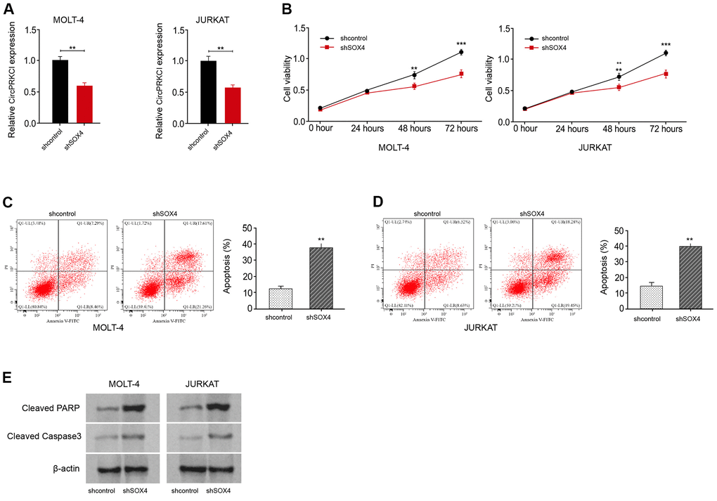 SOX4 knockdown suppresses T-ALL cell survival in vitro. (A–E) MOLT-4 and JURKAT cells were treated with SOX4 shRNA. (A) The treatment efficacy of SOX4 shRNA in MOLT-4 and JURKAT cells was determined by qRT-PCR assay. The cell viability (B) and apoptosis (C, D) were measured by CCK-8 and flow cytometry, respectively. (E) The expression of cleaved PARP and cleaved caspase3 was measured by Western blot analysis. **p p 