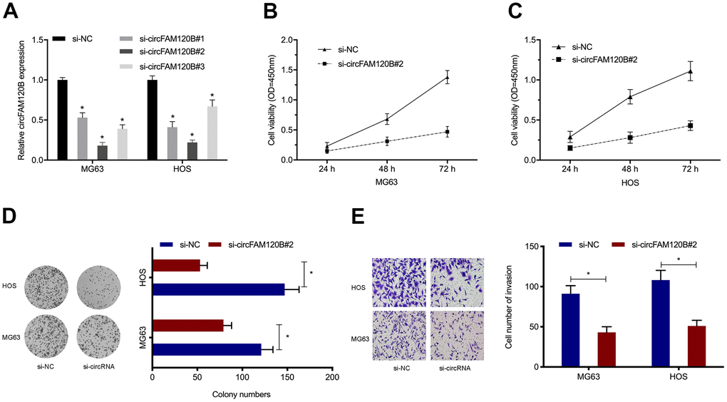 circFAM120B promotes OS cell proliferation and invasion in vitro. (A) OS cells expressing si-circFAM120B and si-NC was determined by expression analysis. (B–D) OS cells viability was explored by CCK-8 and colony formation assays. (E) OS cells invasion ability was explored by transwell assays. *P 
