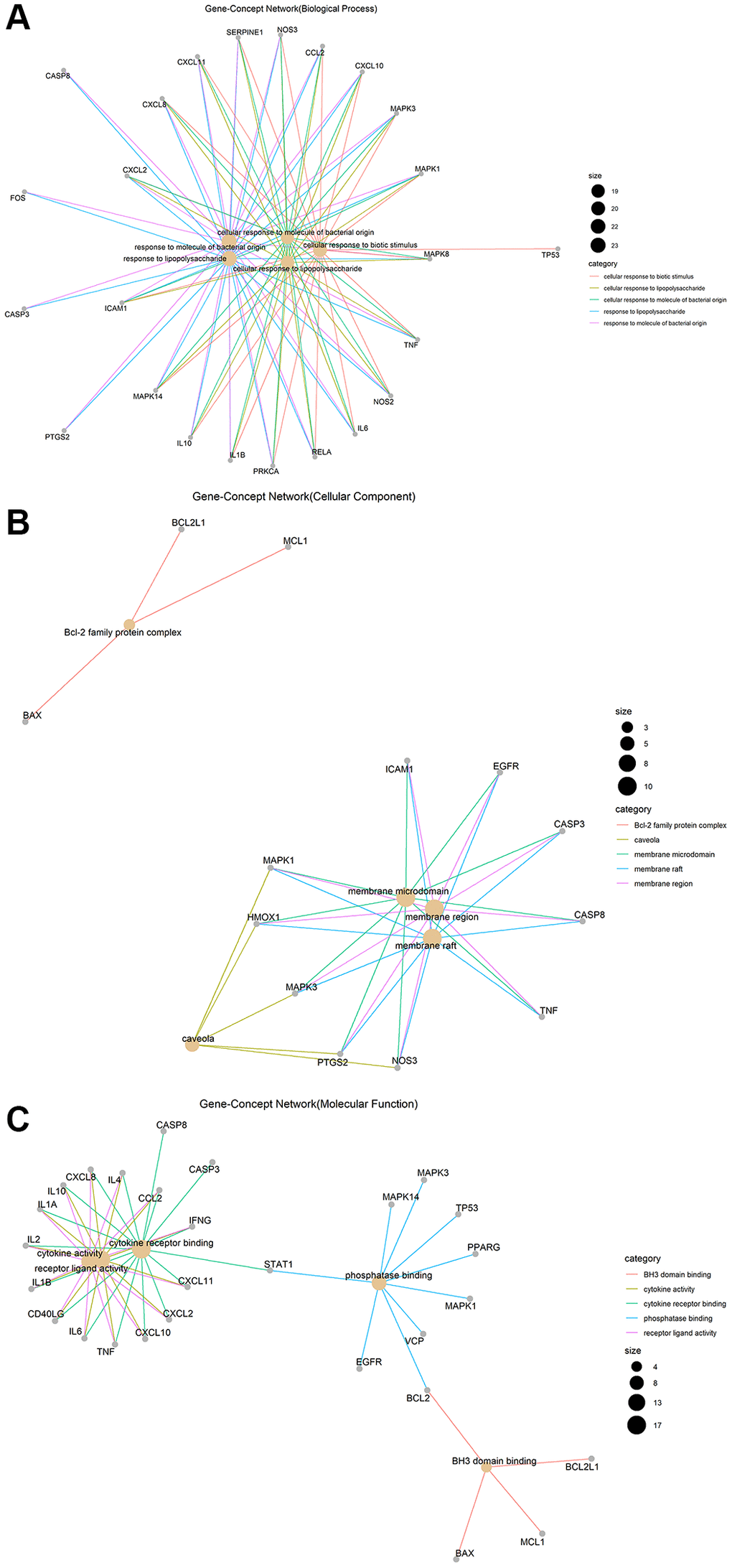 Gene-Concept network of GO enrichment analysis of junction targets of COVID-19 and LHQW. (A) Biological processes. (B) Cellular components. (C) Molecular functions.