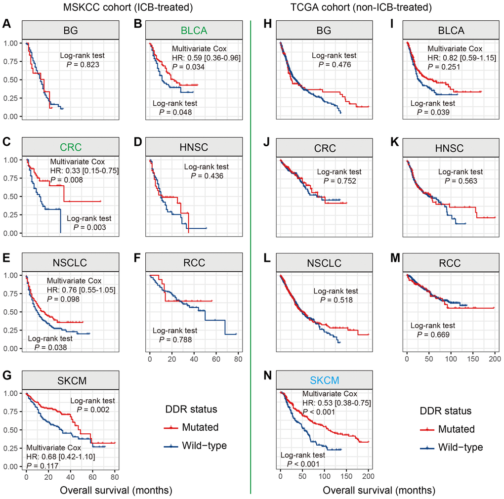 DDR mutations association with prognosis in 7 distinct cancers. (A–G) Association of DDR mutations with prognosis in 7 cancers in the MSKCC cohort; (H–N) Association of DDR mutations with prognosis in 7 cancers in the TCGA cohort. Cancer types that exhibited the survival benefits of NLRP3 mutations in the MSKCC and TCGA cohorts were respectively colored with green and blue.