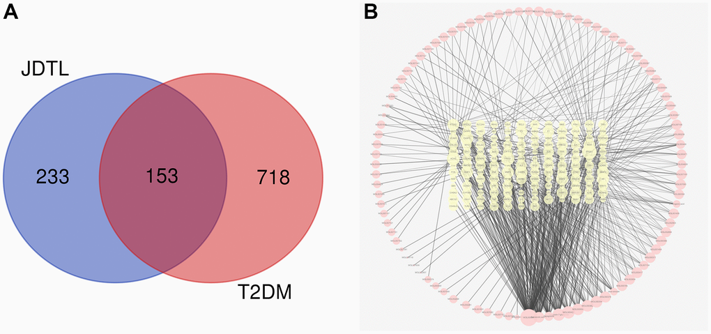 Common targets and common targets-active ingredients network. (A) Venn diagram of common targets. (B) Common targets-active ingredients network. Brick red-colored nodes represent common targets of T2DM and JDTL; yellow nodes represent active ingredients related to common targets.