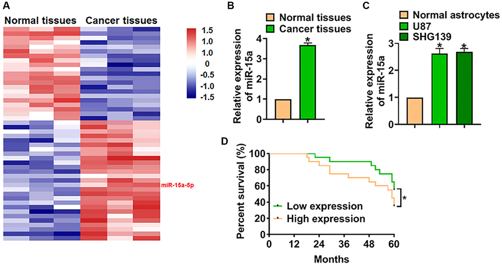 High expression of miR-15a indicated a poor prognosis of glioma. (A) Microarray analysis used to identify the differential expressed miRNAs in 3 paired glioma tissues. (B) The mRNA expression of miR-15a in adjacent normal tissues and cancer tissues of glioma was detected by qRT-PCR. (C) MiR-15a level in normal astrocytes and glioma cell lines (U87 and SHG139) was measured. (D) The overall survival rate of glioma patients with high or low expression of miR-15a. Data were expressed as mean ± SD.*P 