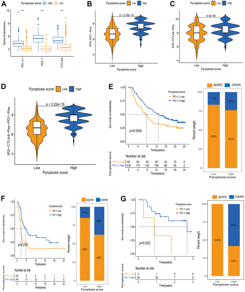 Pyroptosis score predicts immunotherapy benefit in cancer patients. (A) ICB genes expression (PD-L1, PD-1, CTLA4) between high and low pyroptosis score groups. (B–D) Immunophenscore (IPS) between high and low pyroptosis score groups. Blue represents the high-score group and orange the low-score group. The thick line within the violin plot represents the median value. The inner box between the top and bottom represents the interquartile range. (B) IPS score when PD-1 positive; (C) IPS score when CTLA4 positive; (D) IPS score when both PD-1 and CTLA4 positives. (E) Kaplan-Meier curves for survival analysis between high (n = 216) and low (n = 82) pyroptosis score groups in the IMvigor210 cohort receiving anti-PD-L1 therapy. Proportion of patients responding to immunotherapy between high and low pyroptosis score groups (SD/PD: stable disease/progressive disease; CR/PR: complete response /partial response. Response/Non-response: 17%/83% in low pyroptosis score; Response/Non-response: 24%/76% in high pyroptosis score). (F) Kaplan-Meier curves for survival analysis between high (n = 45) and low (n = 20) pyroptosis scores in the GSE93157 cohort receiving anti-PD-1 therapy (Response/Non-response: 15%/85% in low pyroptosis score; Response/Non-response: 38%/62% in high pyroptosis score). (G) Survival curves between the groups with high pyroptosis score (n = 24) and low (n = 3) pyroptosis score in the GSE78220 cohort receiving anti-PD-1 therapy (Response/Non-response: 0/100% in low pyroptosis score; Response/Non-response: 58%/42% in high pyroptosis score).