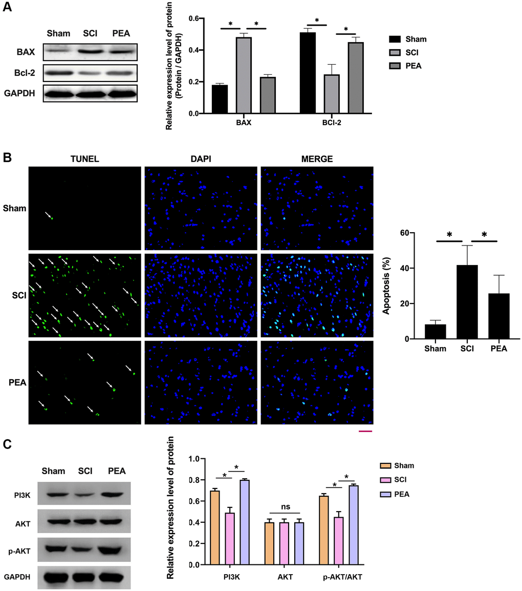 PPARα agonist alleviated neuronal apoptosis in spinal cord of SCI rats by activating the PI3K/Akt signaling pathway. (A–C) The rats were randomly divided into sham-operation group (Sham group), rat SCI model group (SCI group), SCI + PPARα agonist PEA group (PEA group). The SCI rat model was established using modified Allen's method. The rats in the PEA group were intraperitoneally injected with PEA (2 mg/kg). Western Blotting was performed to detect apoptosis factors of Bax and Bcl-2 in spinal cord tissues; The apoptosis rate detected by TUNEL staining (scale bar = 50 μm) in spinal cord tissues; The ImageJ software was used to analyze the TUNEL-positive cells, which represented the apoptosis rate. The expression of PI3K/AKT signaling pathway-related proteins detected by Western Blotting in spinal cord tissues; ‘*’ indicates p 