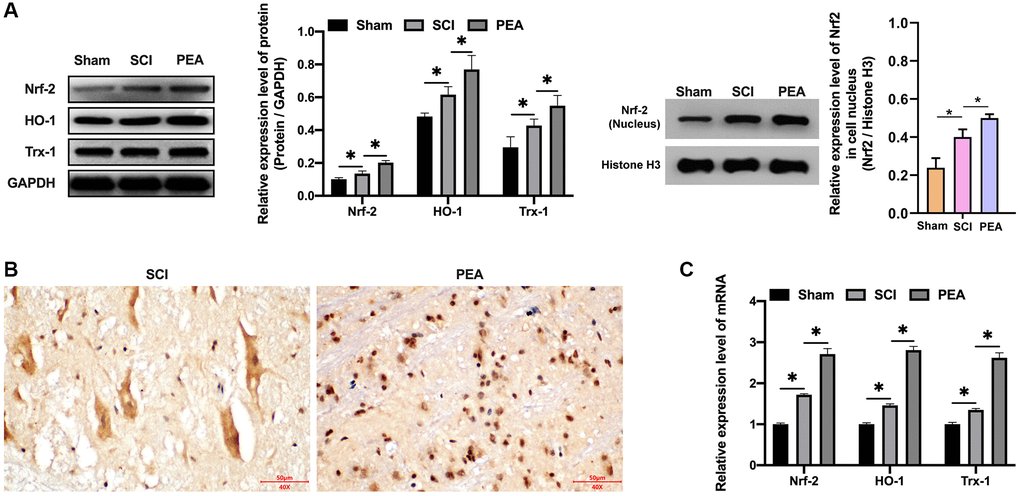 PPARα agonist activated the Nrf2/HO-1 signaling pathway. (A–C) The rats were randomly divided into sham-operation group (Sham group), rat SCI model group (SCI group), SCI + PPARα agonist PEA group (PEA group). The SCI rat model was established using modified Allen's method. The rats in the PEA group were intraperitoneally injected with PEA (2 mg/kg). The expression of Nrf2/HO-1 signaling pathway-related proteins detected by Western Blotting in spinal cord tissues; The expression of Nrf2 detected by IHC in spinal cord tissues; Gene transcription and expression of anti-oxidative protein (HO-1 and Trx-1) detected by qRT-PCR in spinal cord tissues; ‘*’ indicates p 