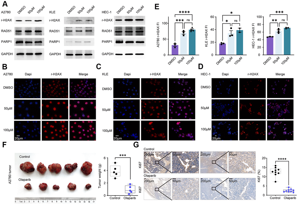 Olaparib promotes DNA damage in EC and EnOC and inhibits tumor growth in vivo. (A) Western blot of cell lines treated with DMSO and Olaparib. (B–E) Immunofluorescence and quantification of r-H2AX in A2780, KLE and HEC-1. (F) Tumor volume and weight after treated with Olaparib and Vehicle. (G) Immunohistochemistry analysis of Ki67 and the statistical chart. * P
