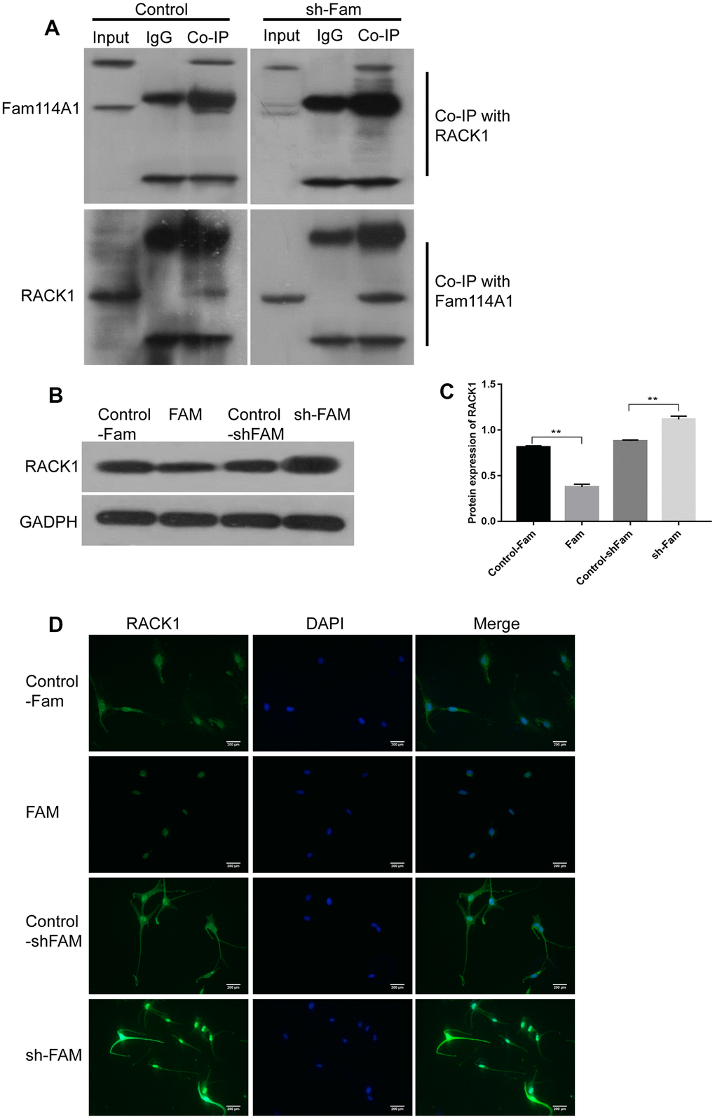 RACK1 is the regulatory target protein of Fam114A1. (A) In the control and sh-Fam groups, regardless of whether RACK1 or FAM1141 antibody was used for Co-IP, the mutual binding of RACK1 and Fam114A1 was observed, and it was observed that after the expression of Fam114A1 protein was inhibited, the co-precipitated RACK1 protein increased instead. (B, C) The expression of RACK1 in melanocyte of Fam, sh-Fam and their controls was detected by western bolt, the expression of RACK1 protein is negatively regulated by Fam114A1 protein. Statistical analyses were performed using one-way ANOVA and Dunnett’s post hoc test: **P D) The immunofluorescence detection of RACK1, the negatively regulation between Fam114A1 and RACK1 was confirmed once again.