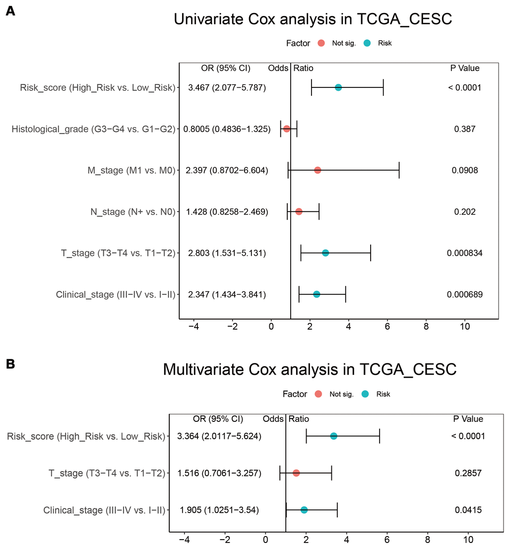 Integration of risk score and clinical characteristics. (A, B) Univariate and multivariate regression analysis of the relationship between risk score and clinicopathological characteristics regarding OS in the TCGA
