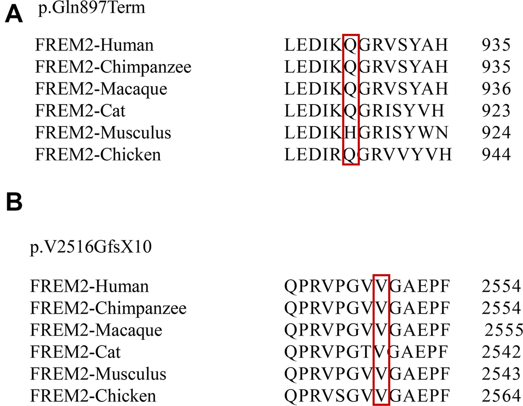 Conservation analysis of affected amino acids among six primate species. Evolutionary conservation of the mutations within FREM2 across species is analyzed. The positions of 2 mutations p.Gln897Term (A) and p.V2516GfsX10 (B) are indicated in red boxes.