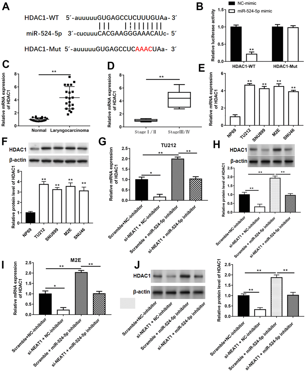 HDAC1 was a target gene of miR-524-5p. (A) The binding sites between miR-524-5p and HDAC1. (B) The relative luciferase activity in HEK-293T cells co-transfected with HDAC1-WT or HDAC1-Mut and with miR-524-5p mimic or NC-mimic. The mRNA levels of HDAC1 in laryngocarcinoma tissues and normal adjacent tissues (n=20) (C), laryngocarcinoma patients with different stage tumor (D) and laryngocarcinoma cell lines (E). (F) The protein expression of HDAC1 in laryngocarcinoma cell lines. (G–J) The mRNA and protein levels were detected with qPCR and Western blotting after TU212 and M2E cells transfected with si-NEAT1 or/and miR-524-5p inhibitor. * P P 