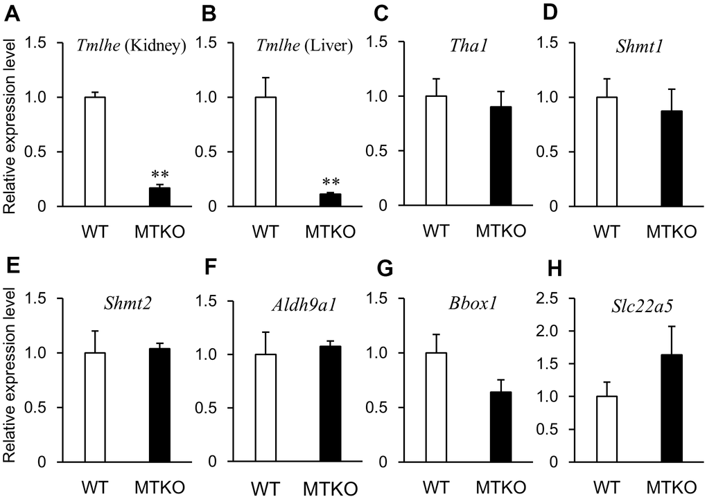 mRNA expression levels of enzymes associated with carnitine biosynthesis and carnitine transporter in wild-type (WT) mice (white columns) and MTKO mice (black columns) at 50 weeks of age. (A) Tmlhe gene in kidney; (B) Tmlhe gene, (C) Tha1 gene, (D) Shmt1 gene, (E) Shmt2 gene, (F) Aldh9a1 gene, (G) Bbox1 gene, and (H) Slc22a5 gene in liver. The data are expressed as ratios to the mean values in the WT group. Values are presented as the mean ± SE (n = 3). *P P 