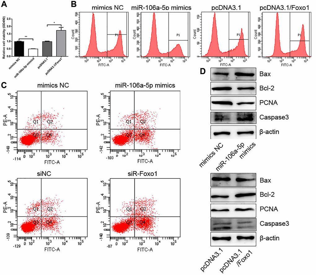 miR-106a-5p overexpression and Foxo1 knockdown inhibits the proliferation and promotes the apoptosis of VSMCs. (A) CCK-8 was used to detect cell viability in VSMCs overexpressing miR-106a-5p or Foxo1 (**p *p B) Edu assay was used to detect cell viability by FCM. (C) FCM detected the apoptosis of VSMCs. (D) Western blot analysis detected the expression of Bax, Bcl2, PCNA, and Caspase 3.