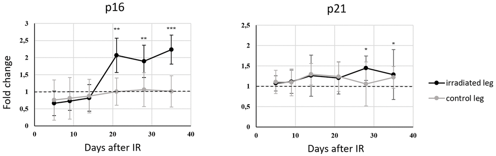 Changes with time in p16 and p21 gene expression (mRNA level) in murine hair follicles after a fractionated dose of 3 x 8 Gy applied in vivo to the right hind leg of a mouse, using each animal’s left hind leg as a control. Data are expressed as fold changes relative to expression at the zero-time point (shortly before irradiation) normalized using GAPDH mRNA levels. Means and standard deviations are shown. ΔCt values from certain time points were compared using paired t-tests and relevant time points on curves are marked with asterisks (* p