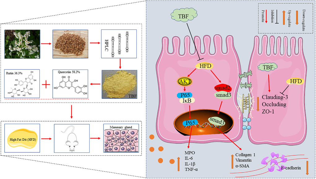 The effect of TBF on alleviating mammary fibrosis tendency and its underlying mechanism induced by HFD during pregnancy and lactation. HFD during pregnancy and lactation caused inflammation of mammary tissue, destroyed the blood-milk barrier, and induced fibrotic lesions tendency in mammary. TBF significantly alleviates the inflammatory response caused by HFD, repairs the blood-milk barrier, and relieves the tendency of mammary tissue fibrosis. Potential protective mechanism of TBF: TBF inhibited the activation of the AKT/NF-KB signaling pathway, effectively inhibiting the inflammatory response to the induction of fibrosis; TBF promoted the expression of tight junction proteins claudin-3, occluding, and ZO-1, and repairs blood-milk barrier to reduce the risk of mammary tissue being exposed; TBF inhibited the activation of TGF-β/Smad signal and inhibits the occurrence of fibrosis tendency.
