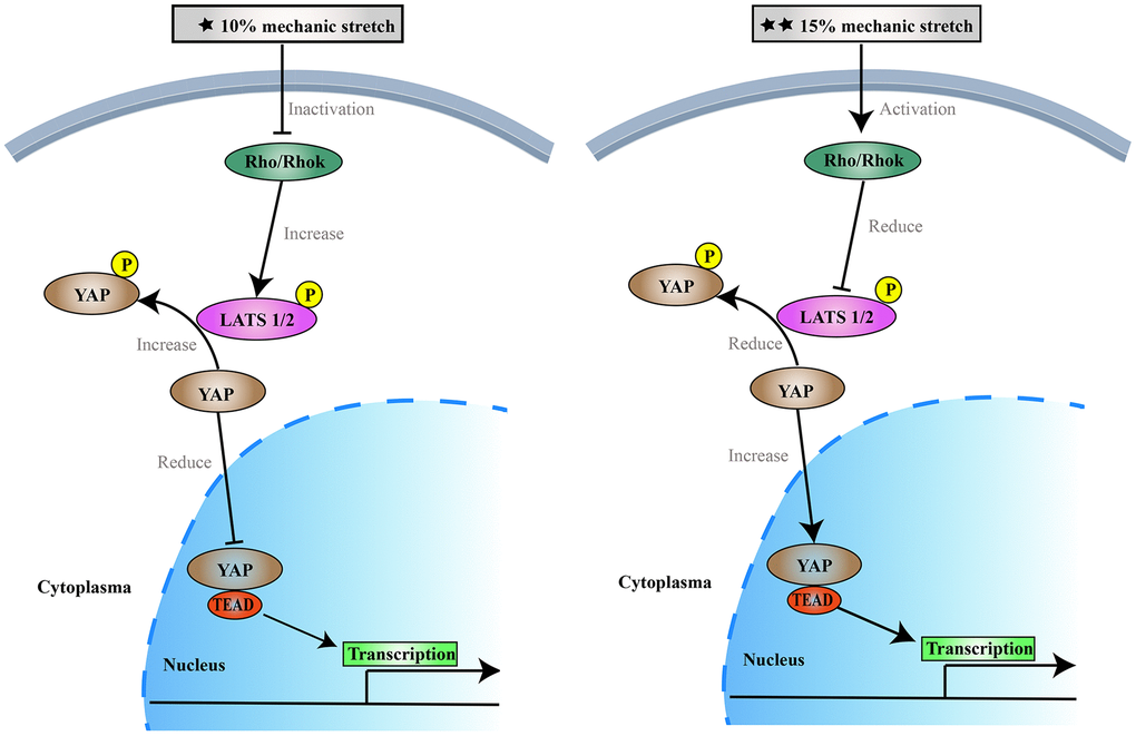 The effects of 10% and 15% elongation stretch on the proliferation and apoptosis of VSMCs.