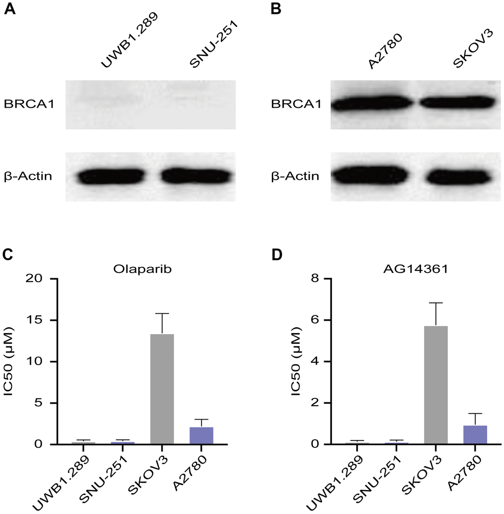 Sensitivity of ovarian cancer cell lines to PARP inhibitors. (A) Western blotting images of BRCA1 protein levels in UWB1.289 and SNU-251 cells. (B) BRCA1 protein levels in A2780 and SKOV3 cells were tested by western blotting assays. (C, D) Sensitivity of olaparib and AG14361 to ovarian cancer cell lines were represented by the IC50 values.