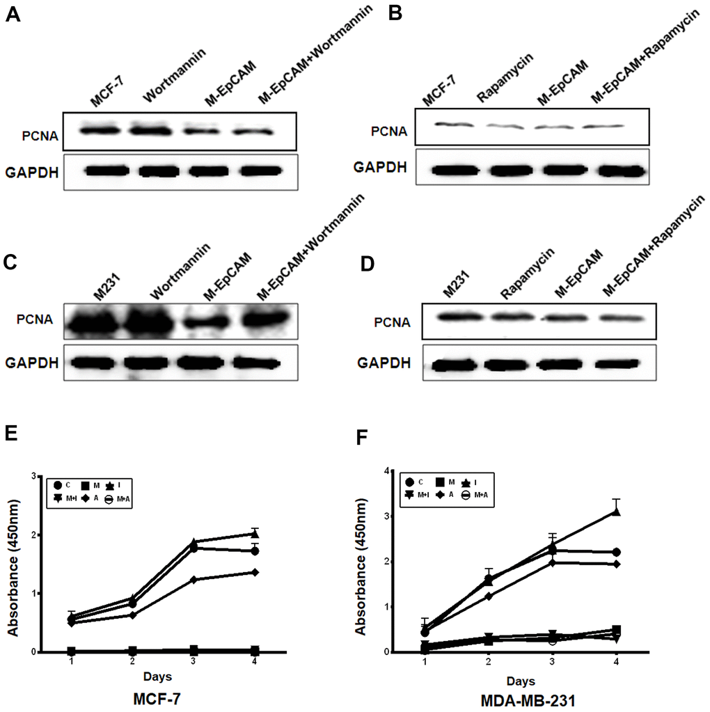 Effect of regulators of autophagy and deglycosylated EpCAM on proliferation in breast cancer cells. (A, B) MCF-7 cells were incubated with 100 nM Wortmannin or 200 nM Rapamycin for 12 hr after transfected with M-EpCAM plasmid. Expression of PCNA was detected with the method of Western blot. (C, D) MDA-MB-231 cells were incubated with 100 nM Wortmannin or 200 nM Rapamycin for 12 hr after transfected with M-EpCAM plasmid. Expression of PCNA was detected with the method of Western blot. (E, F) MCF-7 and MDA-MB-231 cells were incubated with 100 nM Wortmannin or 200 nM Rapamycin for 12 hr after transfected with M-EpCAM plasmid. The cells were cultured for another 4 days. The CCK8 assay used to evaluate the proliferation of the cells after transfection with the M-EpCAM plasmid or autophagic regulator.
