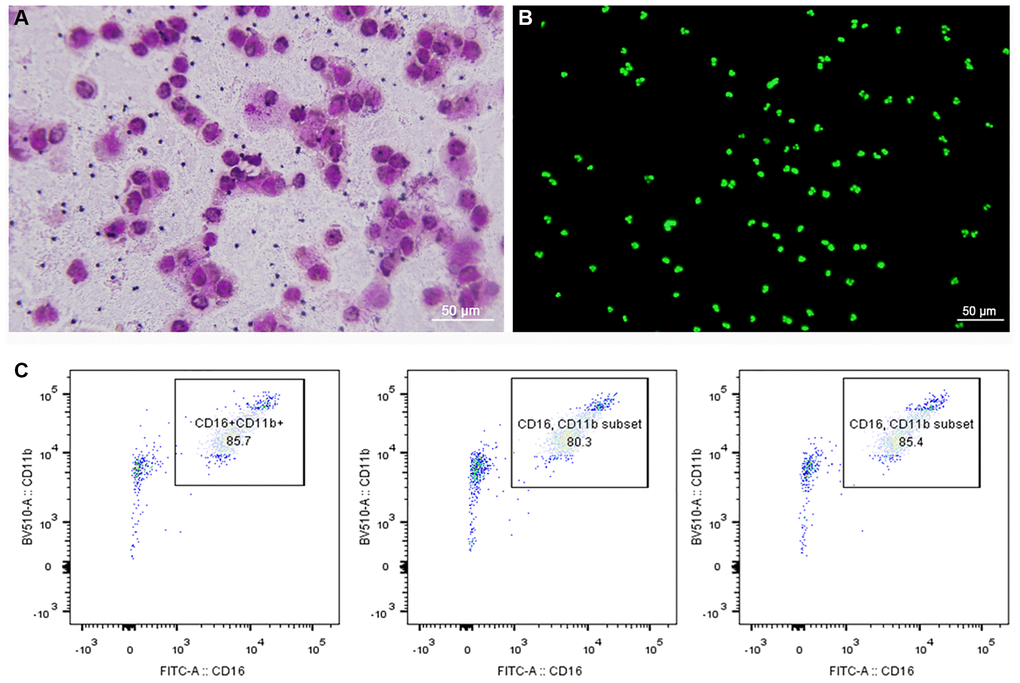 Morphology and purity of neutrophils. (A) Giemsa-Wright staining method. (B) Cytox fluorescent nuclear staining method. (C) Flow cytometry showed that purity of neutrophils was more than 80%.