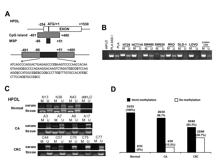 Serum de-methylated HPDL in CRC, CA patients and healthy controls. (A) Schematic illustration of the gene structure of HPDL, the CpG island region and the position of MSP primers. (B) Detected HPDL methylation status in 8 cell lines. Placental DNA (or treated by SSSI) represented a positive control of de-methylated or methylated status. Abbreviations: M: methylation; U: un-methylation. (C) Representative serum and tissue methylation status of HPDL in CRC, CA patients and healthy controls. (D) Frequency of serum HPDL methylation status in 60 CRC, 30 CA patients and 33 healthy controls.