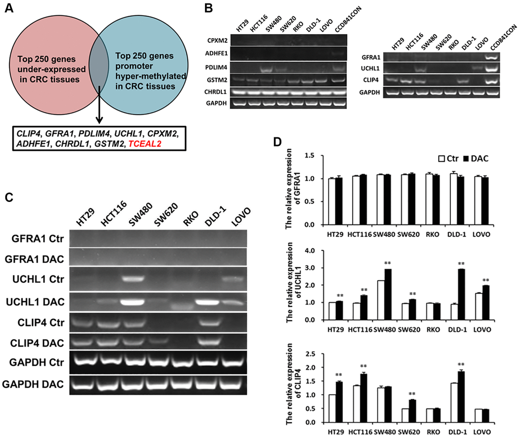 Underexpressed and hyper-methylated genes were screened in CRC tissues by bioinformatics and verified in CRC cell lines by Q-PCR or RT-PCR. (A) Screening underexpressed and hyper-methylated genes in CRC tissues by bioinformatics. (B) Testing the expression of hyper-methylated genes by Q-PCR in CRC cell lines and a normal colon cell line. The expression of hyper-methylated genes was tested using Q-PCR (C) and RT-PCR (D) in CRC cell lines after treatment with DAC.