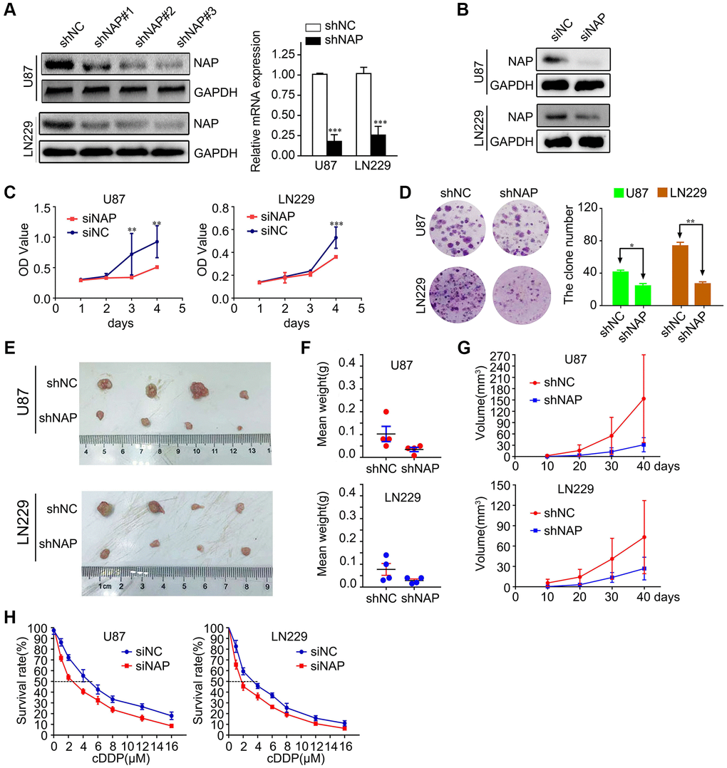 Suppressing NAP1L1 inhibits glioma cell proliferation and chemoresistance. (A) NAP protein level was measured by western blot in U87 and LN229 cells transfected with shNC or shNAP. GAPDH was used as a loading control. With efficient knockdowns from shNAP was separately detected by RT-PCR assays. (B) NAP protein level was measured by western blot in U87 and LN229 cells transfected with siNC or siNAP. GAPDH was used as a loading control. MTT assay (C), clone formation assay (D) after NAP1L1 knockdown. Gross morphology of tumors (E) and tumor weight statistics (F) from the indicated groups (n = 4 per group). (G) Tumor volume statistics for each mouse group (n = 4 per group). (H) Dose-response curves of U87 and LN229 treated with shNAP and shNC respectively following treatment with DDP for 48 h. Data are presented as the mean ± SD for three independent experiments. *P **P ***P 