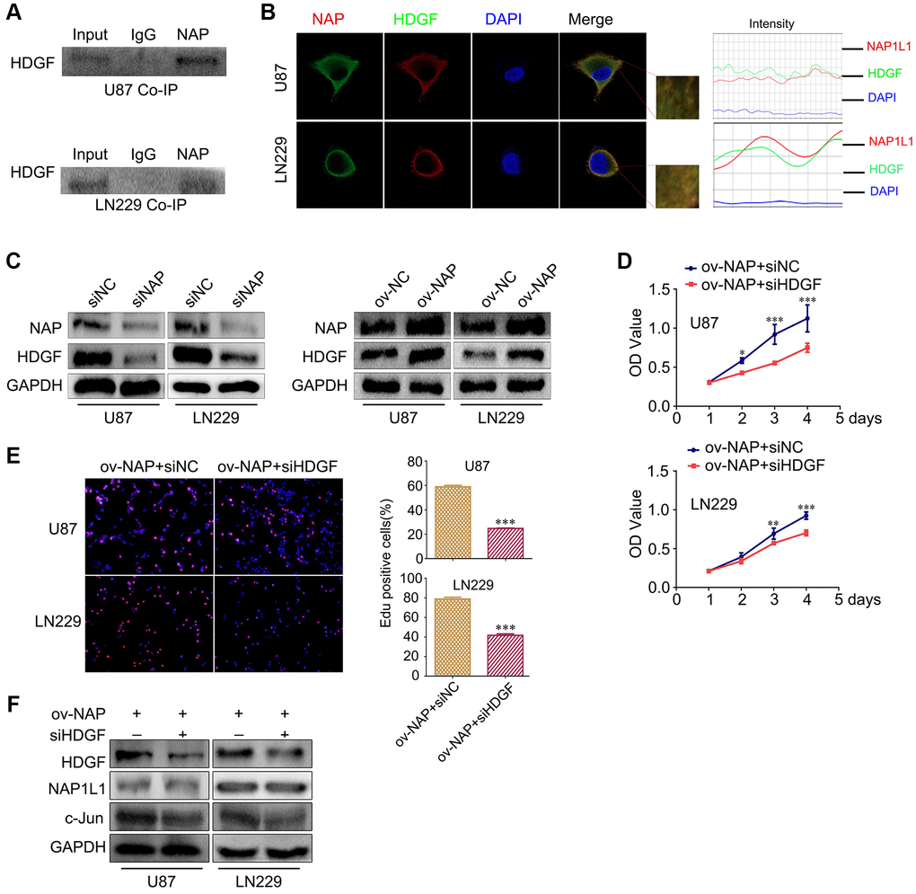 NAP1L1 interacts with HDGF and HDGF knockdown reverses the effect of overexpressed NAP1L1 on proliferation of glioma cells. (A) Co-IP experiments detected the interaction of endogenous NAP1L1 and HDGF in U87 and LN229 cells. (B) Representative immunofluorescence staining and intensity of NAP1L1 and HDGF protein in U87 and LN229 cells. Scale bar, 5 μm. (C) HDGF level in U87 and LN229 cells transfected with siNAP1L1 or NAP1L1-overexpressing plasmid. MTT assay (D) and EdU incorporation assay (E) in glioma cells transfected with control or HDGF siRNA. (F) Western blotting analysis of the protein levels of HDGF, NAP1L1 and c-Jun after transfection of siHDGF into glioma cells. GAPDH served as the internal control. Data are presented as the mean ± SD for three independent experiments. *P **P ***P 