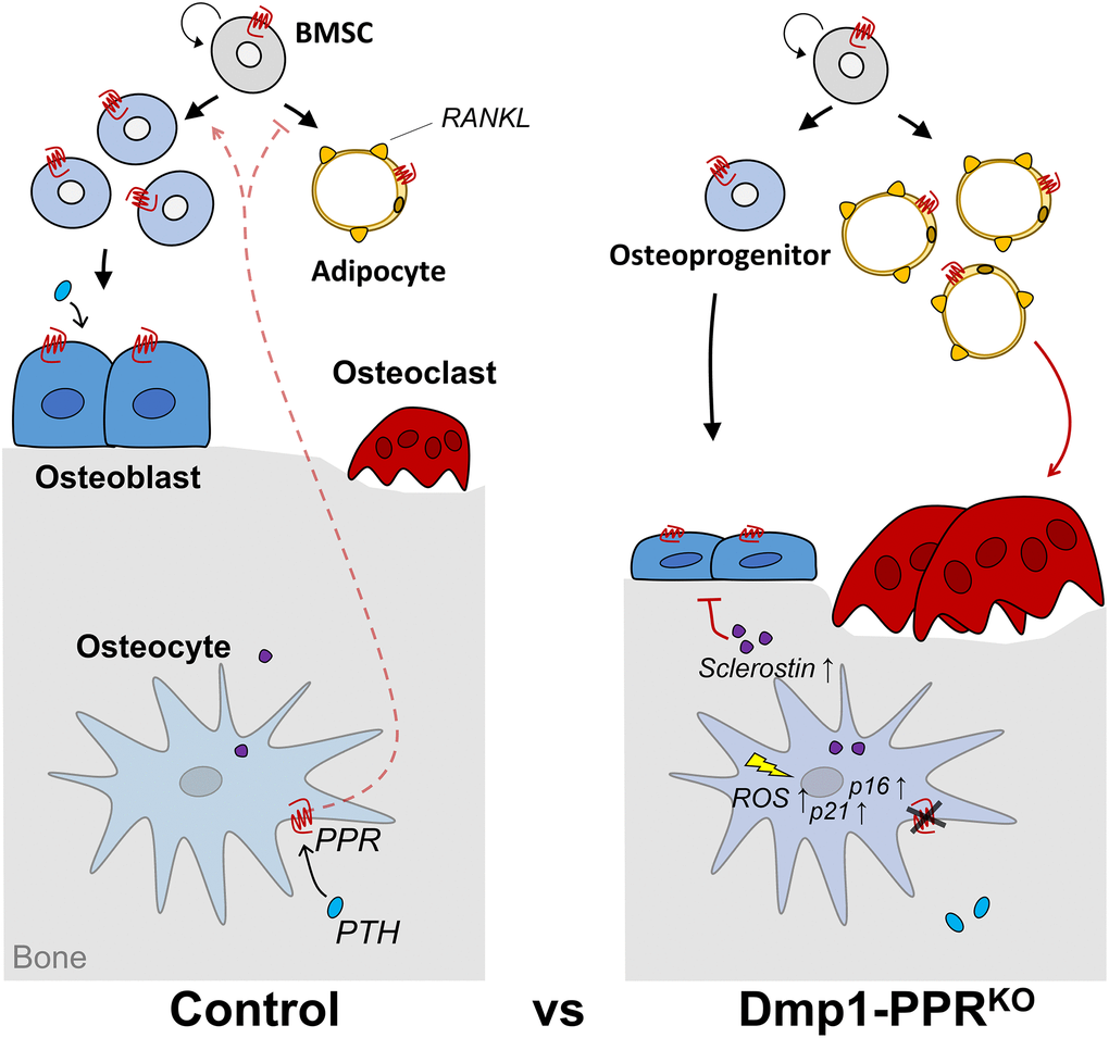 Graphical summary. 13-month-old Dmp1-PPRKO mice showed trabecular bone loss driven by increased osteoclast number and activity and reduced osteoblast function. Mechanistically, the lack of PPR signaling in mature osteoblasts/osteocytes decreases osteoprogenitors and increases serum sclerostin, RANKL-expressing marrow adipocytes and early onset of 4-HNE+ osteocytes and p16Ink4a upregulation in KO mice. Circulating factor(s) from these mutant mice increases, directly or indirectly, osteoclastogenic and adipogenic differentiation of BMMCs and BMSCs, respectively. Furthermore, in vitro data showed that PPR signaling induces long-lasting suppression of p21 and protects osteocytes from oxidative stress-induced intracellular ROS accumulation, cell death and senescence.