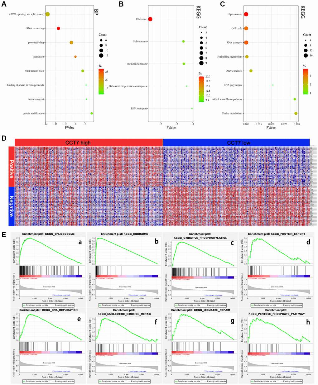 High CCT7 expression is associated with spliceosome gene expression in HCC patients. (A, B) The 45 genes co-expressed with CCT7 in HCC tissues, based on the GO Biological Process analysis (A) and KEGG pathway analysis (B). (C) The most significant survival-associated genes in HCC tissues, based on KEGG pathway analysis of data from the GEPIA database. (D) Heat map showing the median mRNA levels of genes co-expressed with CCT7 in HCC tissues in the GSEA. (E) The main enriched KEGG pathways of CCT7 based on GSEA. SPLICEOSOME (a), RIBOSOME (b), OXIDATIVE PHOSPHORYLATION (c), PROTEIN EXPORT (d), DNA REPLICATION (e), NUCLEOTIDE EXCISION PEPAIR (f), MISMATCH REPAIR (g), PENTOSE PHOSPHATE PATHWAY (h).