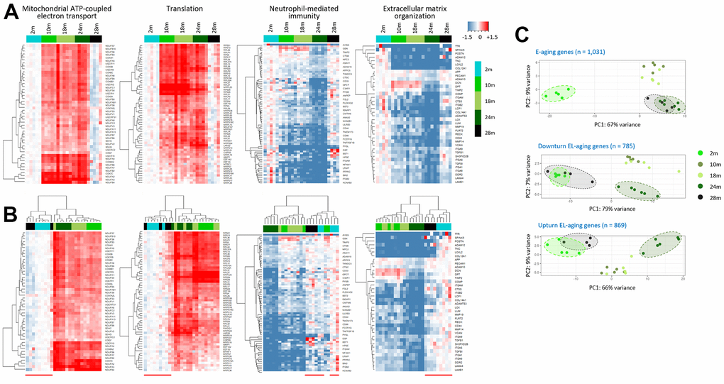 Assimilation of the EL-aging gene expression profiles of the skeletal muscle in super elderly mice with those in the young mice. (A, B) Heatmaps of EL-aging genes for expression levels of individual muscle samples relative to the mean level of the 2-month group. Age-associated expression changes in four representative gene sets are shown by unsupervised (A) or supervised hierarchical clustering (B) Red line below the heatmap in B indicates the cluster of 2m and 28m samples. (C) Comparison of transcriptomes of E-aging (top) and EL-aging genes (bottom) among the age groups. A close similarity is shown in the 24m (dark green) and 28 samples (black) for the E-aging gene group, whereas it was in the 2m (light green) and 28m samples for the EL-aging gene group and their down- and upturn subsets.