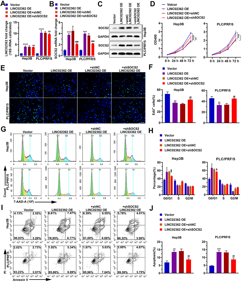 SOCS2 mediates the inhibitory effects of LINC02362 on HCC cell survival. (A, B) RT-qPCR quantification (n=3) of LINC02362 (A) and SOCS2 (B) expression in Hep3B and PLC/PRF/5 cells. (C) Quantification of SOCS2 levels by western blotting (n=3) with LINC02362 and SOCS2 misexpression. (D) MTT assay (n=3) for measuring the proliferative abilities of HCC cells with LINC02362 and SOCS2 misexpression. (E, F) EdU labeling to detect the percentage of dividing cells in LINC02362 and SOCS2 misexpressing HCC cells (E) and the corresponding quantification (F; n=3). Bar=100μm. (G, H) Measurement (G) and quantification (H; n=3) of the cell cycle in HCC cells by flow cytometry. (I, J) Detection (I) and quantification (J; n=3) of apoptotic cells in HCC cells misexpressing LINC02362 and SOCS2. # 0.01 P P P P 