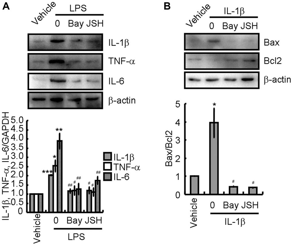 Activation of NLRP3 inflammasomes is critical for inducing apoptosis of neurons. (A) BV2 cells were treated with LPS without or with the indicated concentration of Bay11-7082 or JSH-23 for 24 h. IL-1β, TNF-α, and IL-6 protein expression were determined by western blotting. (B) N2a cells were treated with the IL-1β without or with the indicated concentration of Bay11-7082 or JSH-23 for 24 h. Bax and Bcl-2 protein expression were determined by western blotting analysis. GAPDH served as an internal control. The band densities were measured by Image J and protein quantities were estimated. The results represent the mean ± SD for the repeated experiments. *P **P ***P #P ##P 