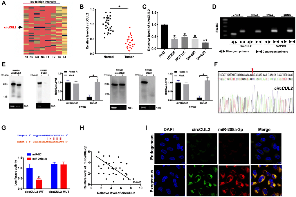 circCUL2 is downregulated in CRC tissues and cells. (A) The chip assay was performed in CRC tumor tissues and paired adjacent normal tissues. (n = 4). (B) The expression level of circCUL2 was detected in tumor tissues and paired adjacent normal tissues. n = 30. *P C) The expression level of circCUL2 in the CRC cell line, FHC cell lines was indicated as control. n = 5. *P **P D) The PCR products of circCUL2 and linear CUL2 were tested by gel electrophoresis. Divergent primers amplified circCUL2 in cDNA but not genomic DNA (gDNA). Convergent primers amplified linear CUL2 in both cDNA and gDNA. GAPDH was used as a linear control. (E) CircCUL2 was resistant to RNaseR digestion in SW480 and SW620 CRC cells. n = 3. *P F) The result of Sanger sequencing. (G) The binding sites between circCUL2 and miR-208a-3p (upper), luciferase assay report verified the relationship between circCUL2 and miR-208a-3p (lower). n = 4. *P H) The correlation analysis between circCUL2 and miR-208a-3p in 30 paired CRC tissues. n = 30. *P I) Co-localization between circCUL2 and miR-208a-3p was revealed by fluorescence in situ hybridization.