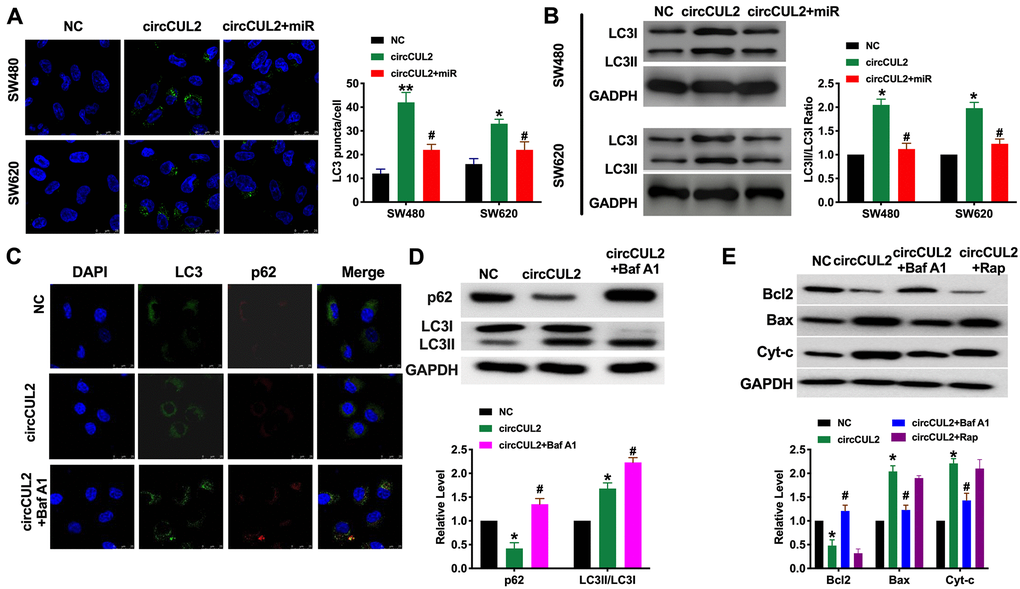 circCUL2 induces autophagy level in CRC cells via regulating miR-208a-3p. (A) The LC3 level was detected by immunofluorescence. n = 5. *P **P #P B) The protein level of LC3 in CRC cells. n = 5. *P #P C) SW480 cells were treated with circCUL2 and Bafilomycin A1(Baf A1). LC3 and p62 puncta were measured by immunofluorescence analysis. (D) Immunoblotting analysis of protein levels of the SW480 cells treated for 100 nM Baf A1 for 24 h. n = 3, *P #P E) The apoptosis level of SW480 cell after autophagy inhibitor (Baf A1, 100 nM, 24 h) and inducer (Rapamycin, Rap, 100 nM, 24 h). NC group, #P 