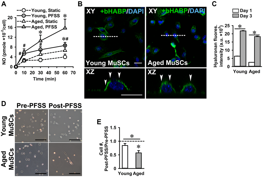 PFSS-induced NO production and MuSC detachment. (A) PFSS induced NO production in young and aged MuSCs. *Significant effect of PFSS, #Significantly different from static control, p n = 16–20 (from 4 young mice). Aged MuSCs, n = 14–17 (from 3 aged mice). (B) MuSCs stained for hyaluronic acid (glycocalyx component, green) and nuclei (blue). Top view (XY) and cross-sectional images (XZ, white dotted line) show that young and aged MuSCs expressed glycocalyx (white arrows). (C) Glycocalyx expression in young and aged MuSCs at day one and day three of culture. (D) Micrographs of MuSCs pre and post-PFSS treatment showed a decline in the number of aged MuSCs. Scale bar; 200 μm. (E) During 1 h PFSS (4.13 Pa/s), 43% of aged MuSCs detached from matrigel coated glass slides. Young MuSCs, n = 9 (from 3 young mice). Aged MuSCs, n = 12 (from 3 aged mice). Values are mean ± SEM. *p 