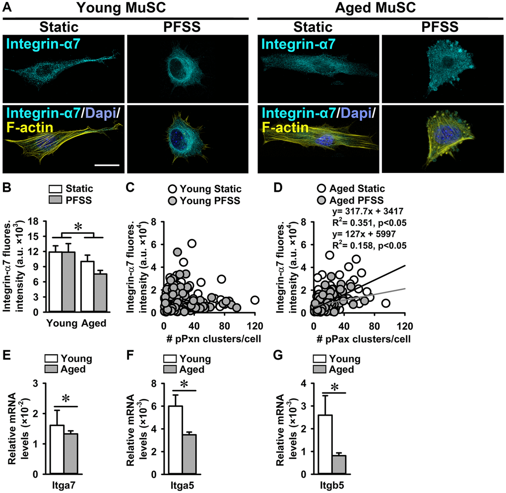 Aged MuSCs showed reduced Integrin-α7 expression. (A) Immunofluorescent images of young and aged MuSCs stained for Integrin-α7 (ITGA; cyan), F-actin filaments (yellow), and nuclei (blue) after 30 min of static and PFSS treatment. (B) ITGA7 fluorescent intensity was lower in static and PFSS-treated aged MuSCs compared to young cells. (C, D) Correlation between ITGA7 fluorescent intensity and number of pPXN clusters in young and aged MuSCs after static and PFSS. Young MuSCs, n = 63–74 cells (from 3 young mice). Aged MuSCs, n = 93–95 cells (from 3 aged mice). (E–G) Aged MuSCs exhibited lower Itga7, Itga5, and Itgb5 gene expression than young MuSCs. Abbreviations: MuSCs: muscle stem cells; PFSS: pulsating fluid shear stress. Fluores. intensity, fluorescence intensity. Young MuSCs, n = 11 (from 4 young mice). Aged MuSCs, n = 9 (from 3 aged mice). Values are mean ± SEM. *Significant effect of age, p 
