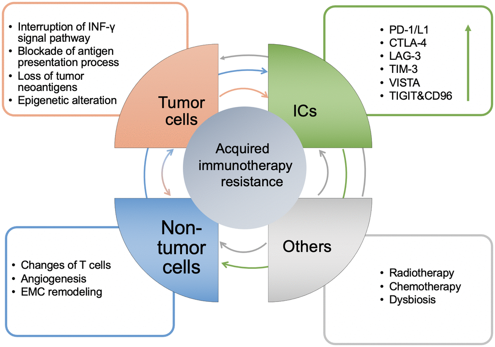 The mechanisms of acquired resistance of immunotherapy and the interaction between them. Generally, it is manifested in four aspects: tumor cell itself, the level of ICs, non-tumor cells in the TME and others. The arrow between modules represents the direction of regulation, and its color corresponds to each module. The arrow in the ICs module represents up regulation.