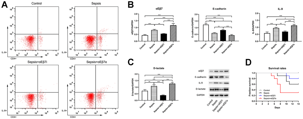 (A) The intestinal tissue percentages of IL-9-producing CD4(+) T cells of rats in control cohort (0.28%±0.06%), sepsis cohort (1.05%±0.05%), sepsis+αEβ7i cohort (0.33%±0.03%), and sepsis+αEβ7e cohort (1.41%±0.05%), respectively (P B, C) The expression levels of αEβ7, E-cadherin, IL-9, and D-lactate in intestinal tissue of rats among the four cohorts. (D) Survival curves for up to 14 days of rats among the four cohorts (P P P P 