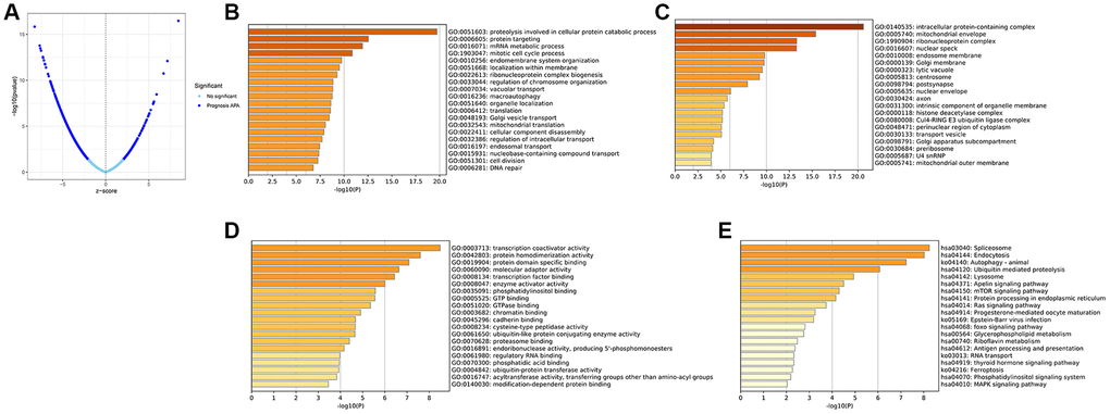 Identification of the prognosis-related APA events and enrichment analysis of the corresponding genes of prognosis-related APA events. (A) Volcano plot of prognosis-related APA events. The top 20 significant enrichment terms in BP (B), CC (C), and MF (D) in the GO analysis. (E) KEGG pathway analysis.