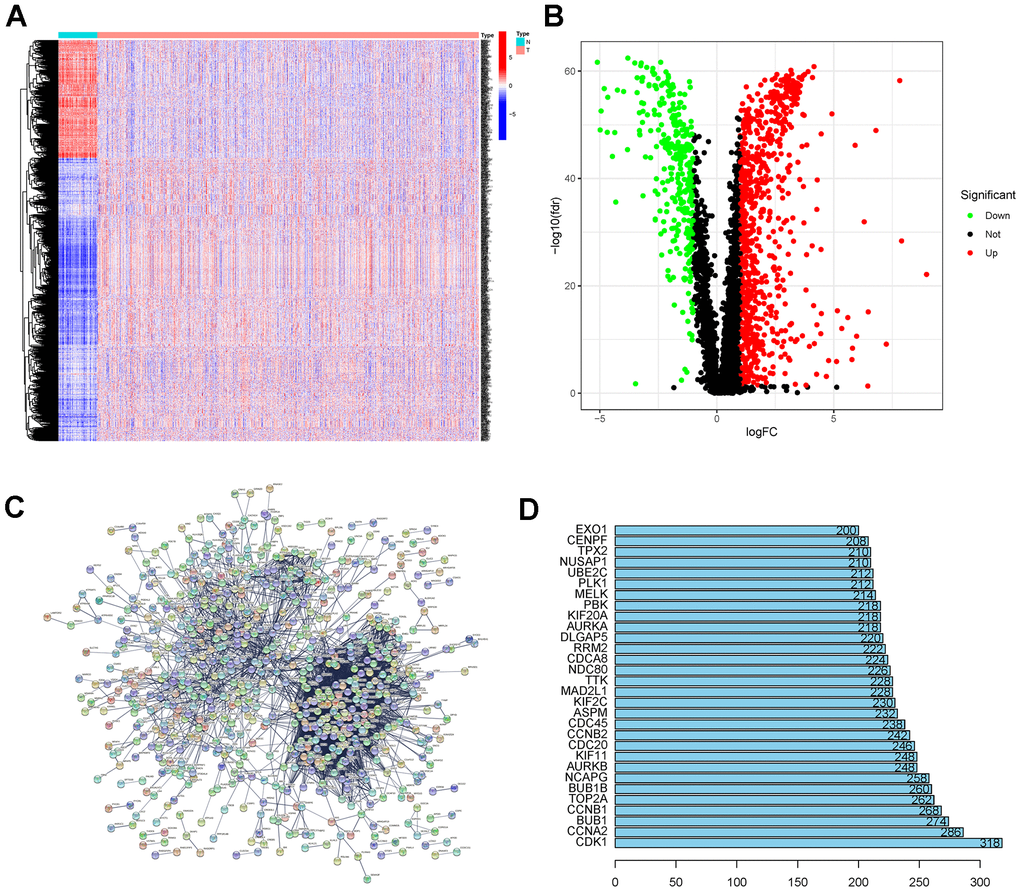 (A, B) DEG analysis for TCGA-BRCA. (C) PPI network of the TCGA-BRCA DEGs. (D) Hub node numbers in the PPI network of the TCGA-BRCA DEGs. Abbreviations: DEGs: differentially expressed genes; TCGA-BRCA: The Cancer Genome Atlas Breast Invasive Carcinoma; PPI network: protein-protein interaction network.