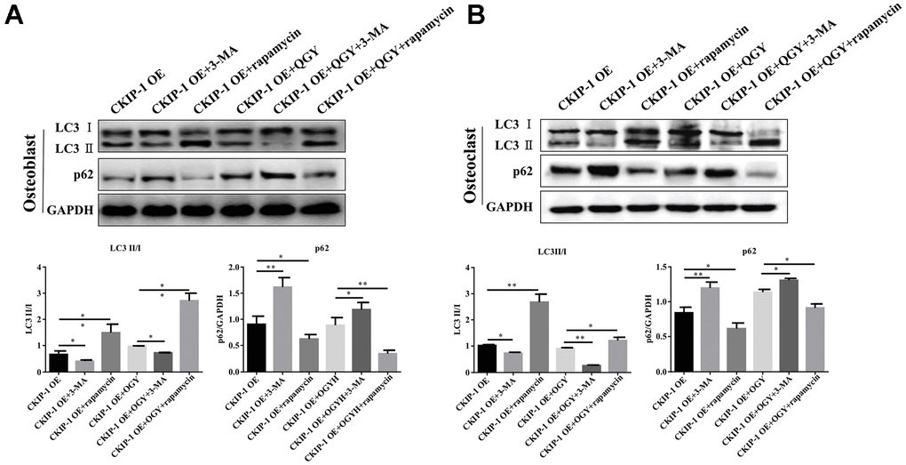 QGY mediates the effect of CKIP-1 on autophagy of osteoblasts and osteoclasts. (A, B) Representative figures and quantitative analysis of protein expression of LC3II/I and p62 in the osteoblasts (A) and osteoclasts (B). The data are presented as the means ± SD (n=6). *p**p