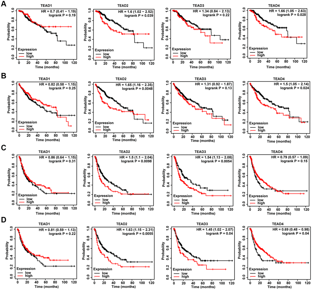 The effect of TEAD family on the survival of HCC patients. (A–D) The association of TEAD family with DSS, OS, PFS and RFS in HCC patients obtained from Kaplan-Meier plotter database.