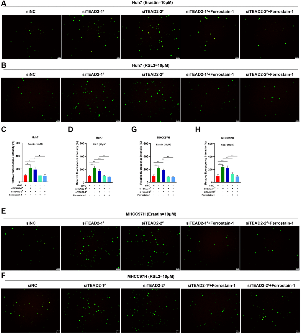 TEAD2 regulates the ROS levels of HCC. (A–H) The expression levels of TEAD2 impacted on the intracellular ROS levels following the treatment of erastin (10 μM) or RSL3 (10 μM) on Huh7 and MHCC97H cells. The cells were treated with erastin (10 μM) or RSL3 (10 μM) for 24 h. Subsequently, the intracellular ROS were assayed. Data was shown with mean ± SD (n = 3). **p 