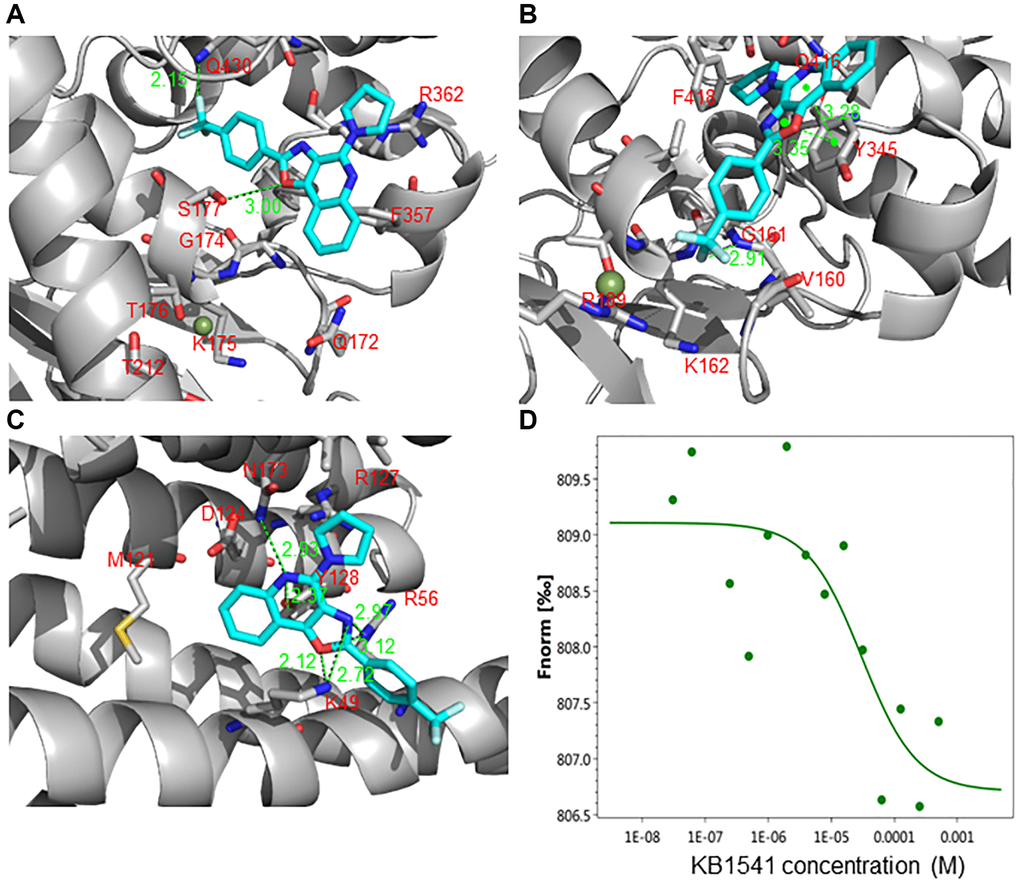 KB1541 interacts with 14–3–3ζ protein. (A) Binding mode of the KB1541 in ATP synthase 5 alpha (PDB ID: 2JDI). Dotted lines indicate hydrogen bonding interactions. Docking studies exhibited the possible hydrogen bonding interactions of KB1541 with S177 and Q430 in ATP synthase 5 alpha at 3.00 and 2.15 Å, respectively. (B) Binding mode of the KB1541 in ATP synthase 5 beta (PDB ID: 2JDI). Dotted lines indicate hydrogen bonding interactions. Docking studies exhibited three possible hydrogen bonding interactions of KB1541 with ATP synthase 5 beta (2.91, 3.28 and 3.35 Å). (C) Binding mode of the KB1541 in 14–3–3ζ. (PDB ID: 6FN9). Dotted lines indicate hydrogen bonding interactions. Docking studies of KB1541 with 14–3–3ζ showed that the best-docked pose was surrounded by K49, R56 and Y128. KB1541 was predicted to make strong hydrogen bonds with 14–3–3ζ using the central oxazoloquinoline ring (2.12, 2.97, 3.12 and 2.37 Å). (D) Microscale thermophoresis (MST) assay to quantify the binding between KB1541 and 14–3–3ζ protein. Data obtained was plotted with concentration on X-axis and Fnorm on Y-axis to find out the dissociation constant (Kd). Fnorm value is calculated by dividing F1 by F0. F1 is the fluorescence value measured in the heated state, and F0 corresponds to the fluorescence value measured in the cold state before turning on the IR laser. Kd was found to be 29.8 μM, confirming a tight interaction between KB1541 and 14–3–3ζ protein.