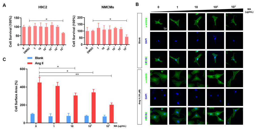 MA-mediated inhibition of the Ang-II induced NMCMs hypertrophy in vitro. (A) CCK-8 assay detection of the effect to MA on the cell viability of H9C2 and NMCMs; (B) Analysis of the effect of MA on the cardiomyocyte hypertrophy morphology after immune fluorescence staining with α-actinin and DAPI; (C) Quantitative analysis of cardiomyocyte surface area by image J software; *PP