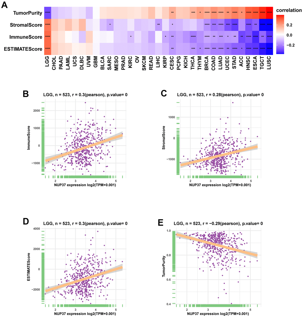 Tumor microenvironment analysis of NUP37. (A) Heatmap represents the correlation between NUP37 expression and TME scores in pan-cancer. (B–E) The correlation between NUP37 expression and immune score (B), stromal score (C), ESTIMATE score (D), and tumor purity score (E) in LGG. *P 